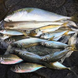 あたりは朝一のみ